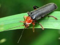 Weichkäfer, Cantharis livida