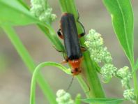 Weichkäfer, Cantharis livida