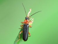 Cantharis thoracica