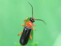 Cantharis thoracica