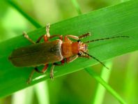 Cantharis