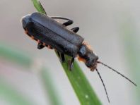 Dunkler Fliegenkäfer, Cantharis obscura