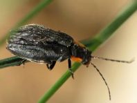 Dunkler Fliegenkäfer, Cantharis obscura