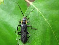 Dunkler Fliegenkäfer, Cantharis obscura