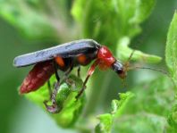 Cantharis pellucida