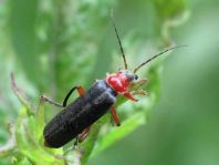 Cantharis pellucida