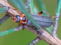 Cantharis nigricans
