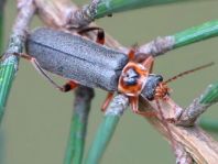 Cantharis nigricans