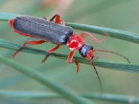 Cantharis pellucida