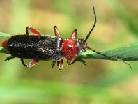 Cantharis rustica