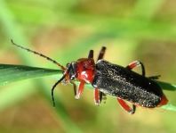 Cantharis rustica