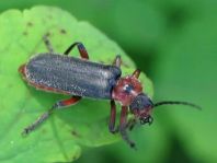 Cantharis rustica