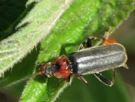 Cantharis fusca, Gemeiner Weichkäfer