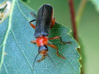 Cantharis pellucida