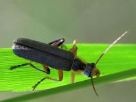 Cantharis nigricans