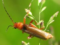 Cantharis cf. rufa