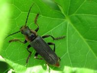 Dunkler Fliegenkäfer, Cantharis obscura