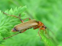 Cantharis cryptica