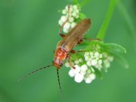 Cantharis cryptica