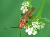 Cantharis cryptica
