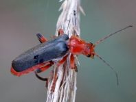 Weichkäfer, Cantharis livida
