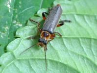 Cantharis nigricans