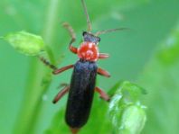 Cantharis pellucida