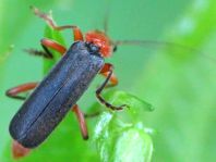 Cantharis pellucida