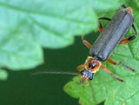 Cantharis nigricans