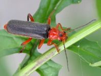Weichkäfer, Cantharis livida