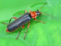 Cantharis pellucida