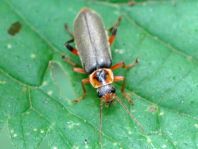 Cantharis nigricans