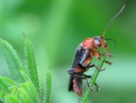 Weichkäfer, Cantharis livida