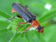 Weichkäfer, Cantharis livida