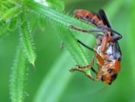 Weichkäfer, Cantharis livida