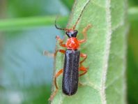 Cantharis thoracica