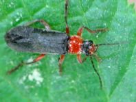 Cantharis pellucida