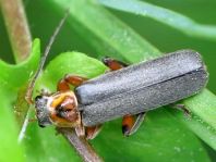 Cantharis nigricans