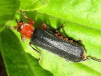 Weichkäfer, Cantharis livida