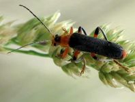 Weichkäfer, Cantharis livida
