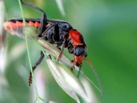 Cantharis fusca, Gemeiner Weichkäfer