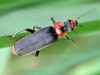 Cantharis fusca, Gemeiner Weichkäfer