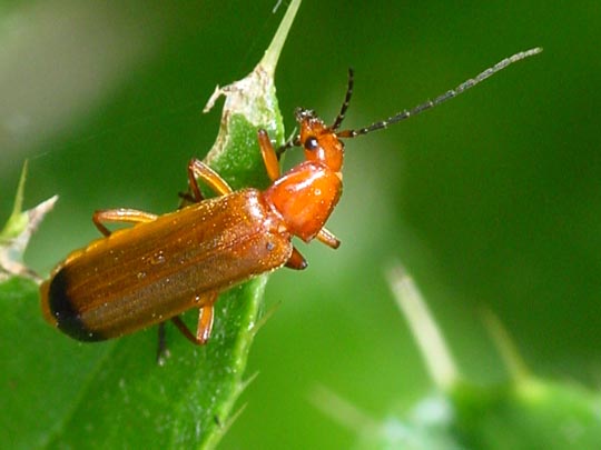 Rotgelber Weichkäfer, Rhagonycha fulva