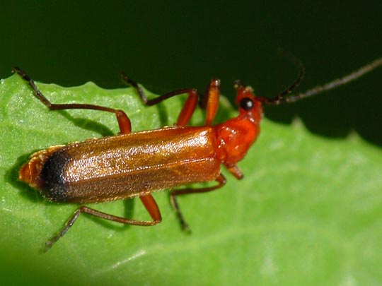 Rotgelber Weichkäfer, Rhagonycha fulva