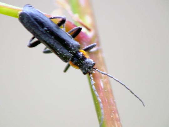 Dunkler Fliegenkäfer, Cantharis obscura