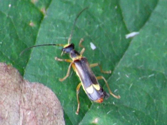 Malthinini sp.