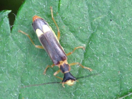 Malthinini sp.