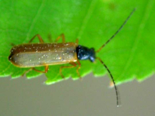 Rhagonycha lignosa, Bleicher Fliegenkäfer