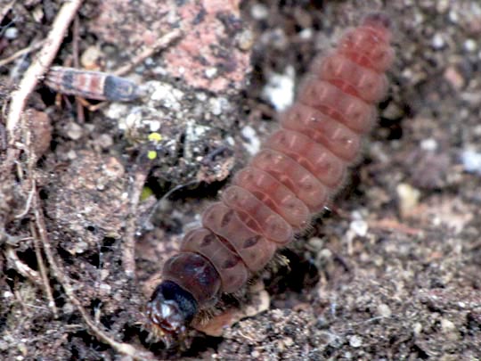 Weichkäfer, Cantharidae