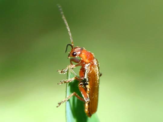 Weichkäfer, Cantharidae